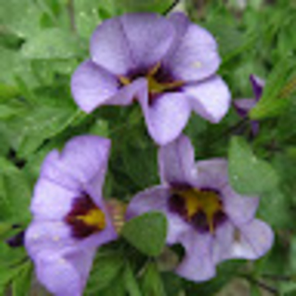 Meet your Posher, Alice - Picture 1 of 1